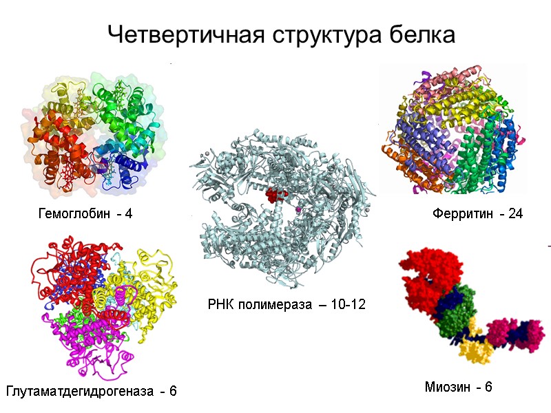 Четвертичная структура белка Гемоглобин - 4 Ферритин - 24 Глутаматдегидрогеназа - 6 Миозин -